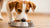 Understanding How Much Food Can a Dog Eat: A Comprehensive Guide for Pet Owners