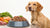 Understanding How Much Food Can a Dog's Stomach Hold