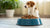 Understanding How Much Food Daily for a Dog: A Comprehensive Guide