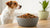 Understanding How Much Food Do You Give a Dog: A Comprehensive Guide