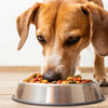 Understanding How Much Food Does a 50 lb Dog Need