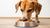 Understanding How Much Food Does a 50 lb Dog Need-140856361199