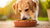 Understanding How Much Food Does a 70 Pound Dog Need-140546277615