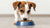 Understanding How Much Food Does a Small Dog Eat