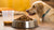 Understanding How Much Food for a 12 Pound Dog-140854886639