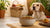 Understanding How Much Food for a 15 Pound Dog: A Comprehensive Guide for Pet Owners-140551356655