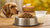 Understanding How Much Food for an 80 lb Dog: A Comprehensive Guide-140552339695