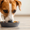Understanding How Much Food Is a Dog Supposed to Eat: A Comprehensive Guide