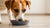Understanding How Much Food Is a Dog Supposed to Eat: A Comprehensive Guide