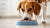 Understanding How Much Food Should a Dog Get: A Comprehensive Feeding Guide-140658704623