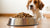 Understanding How Much Food Should I Feed My 10 Pound Dog-140659228911