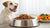 Understanding How Much Food Should I Feed My Dog Per Day: Essential Guidelines for Healthy Feeding