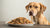 Understanding How Much Food to Feed a 100 lb Dog: A Comprehensive Guide