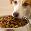 Understanding How Much Food to Feed a 20 lb Dog