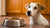 Understanding How Much Food to Feed a 40 lb Dog: A Comprehensive Guide for Pet Owners-140651528431