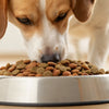 Understanding How Much Food to Feed a 50 lb Dog: A Comprehensive Guide