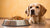Understanding How Much Food to Feed Your 16 lb Dog: A Comprehensive Guide-140854952175