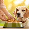 Understanding How Much Food to Feed Your Adult Dog
