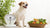 Understanding How Much Food Your Dog Should Weigh-140855607535