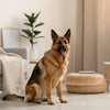 Understanding How Much Raw Diet to Feed Dogs: A Comprehensive Guide