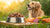 Understanding How Much Raw Dog Food to Feed Your Furry Friend