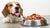 Understanding How Much Raw Food Does a Dog Need: A Comprehensive Guide