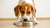 Understanding How Much Should My Dog Eat Based on Weight