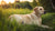 Understanding How Much Weight Should a Pregnant Dog Gain
