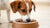 Understanding How Much Wet Food Should a Dog Eat