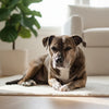Understanding How Neutering Helps a Dog's Behavior