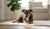 Understanding How Neutering Helps a Dog's Behavior-141422756079