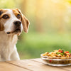 How Quickly Do Dogs React to Food Allergies?