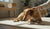 Understanding How to Break Aggressive Dog Behavior: A Comprehensive Guide-141421445359