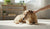 Understanding How to Control Dogs' Aggressive Behavior: A Comprehensive Guide for Pet Owners-141421314287