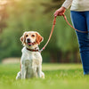Understanding How to Correct Dominant Behavior in Dogs: A Comprehensive Guide for Pet Owners