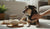 Understanding How to Correct My Dog's Aggressive Behavior-141419774191
