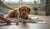 Understanding How to Curb Aggressive Dog Behavior-141418463471