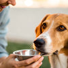 Understanding How to Get a Sick Dog to Eat Food