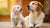 Understanding How to Predict Your Dog's Adult Weight