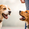 Understanding How to Stop Aggressive Dog to Dog Behavior