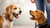 Understanding How to Stop Aggressive Dog to Dog Behavior