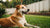 Understanding How to Stop Displacement Behavior in Dogs: A Comprehensive Guide-141095633135