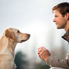 Understanding How to Stop Dog Aggression Towards Humans