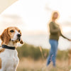 Understanding How to Stop Reactive Behavior in Dogs