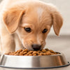 Understanding How to Switch Dog Food for Puppy: A Comprehensive Guide