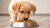 Understanding How to Switch Dog Food for Puppy: A Comprehensive Guide