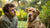 Understanding How to Tell if Dog Allergies Are Food or Environmental-141043597551