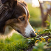 Understanding How to Tell if Your Dog Has Food or Environmental Allergies