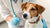 Understanding How Vets Test for Food Allergies in Dogs-141046087919