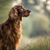 Understanding Irish Setter Personality Traits: A Comprehensive Guide